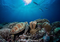 Serene Reef Scene by Henley Spiers 